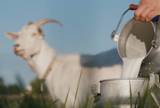 How to Make Goat Milk Taste Better
